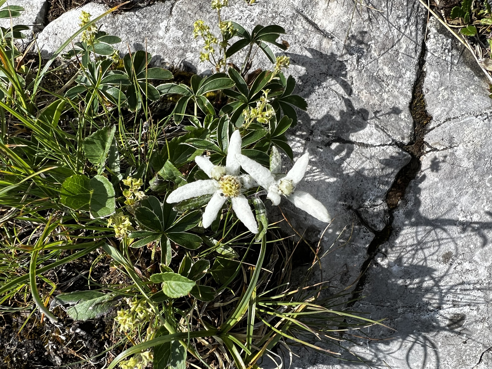 Discover the Enchanted Geltenhütte: Myths, Legends, and Alpine Beauty